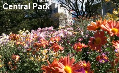Central Park